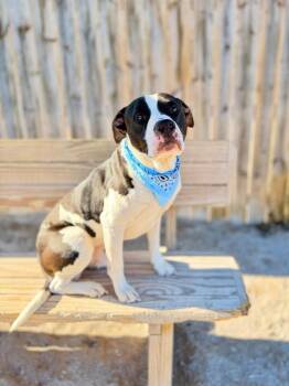 Bill -  American Staffordshire Terrier Dog for Adoption in Grand Rapids, Michigan - Bill | PetCurious