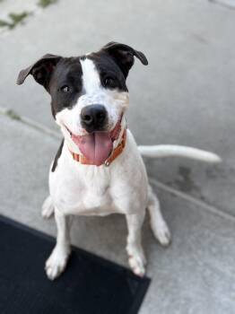 Bronco -  Pit Bull Terrier Dog for Adoption in Youngstown, Ohio - Bronco | PetCurious