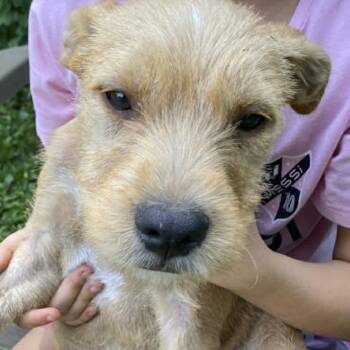 Veronica -  Wirehaired Terrier Dog for Adoption in Ottawa Hills, Ohio - Veronica | PetCurious