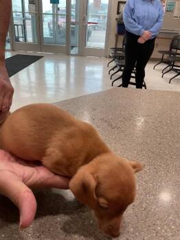 Chihuahua Dogs Available for Adoption in Hobbs, New Mexico - Peewee | PetCurious