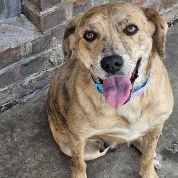 Nala -  Mixed Breed Dog for Adoption in Homewood, Illinois - Nala | PetCurious