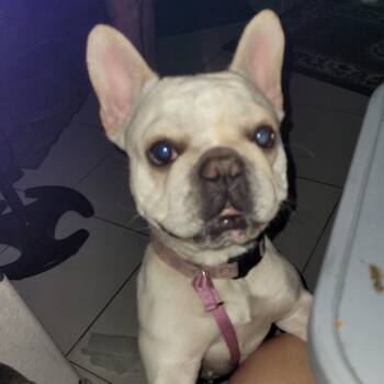 Rescue French Bulldog Dogs for Adoption in Las Vegas, Nevada - Lola | PetCurious