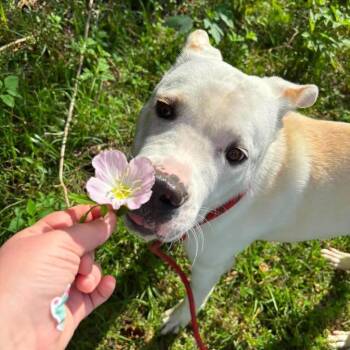 Shepherd Dogs Available for Adoption in Pearland, Texas - Han Solo | PetCurious