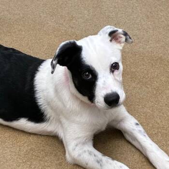 Black Labrador Retriever Dogs Available for Adoption - Caitlyn | PetCurious