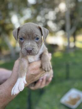 Waffles -  Staffordshire Bull Terrier Dog for Adoption in Lodi, California - Waffles | PetCurious