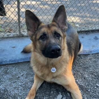 Rex (26-359) -  German Shepherd Dog Dog for Adoption in New Ringgold, Pennsylvania - Rex (26-359) | PetCurious