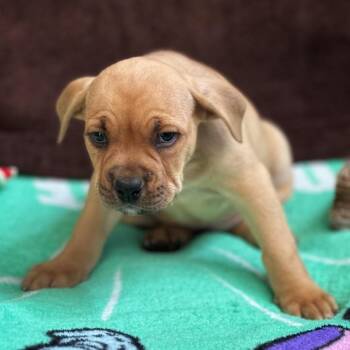 Belle Moonie -  French Bulldog and Pit Bull Terrier Dog for Adoption in Mankato, Minnesota - Belle Moonie | PetCurious