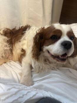 Bodhi 4442 -  Cavalier King Charles Spaniel Dog for Adoption in Pickering, Ontario - Bodhi 4442 | PetCurious