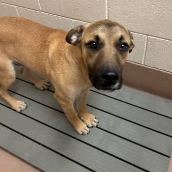 Ralph Lauren -  German Shepherd Dog Dog for Adoption in Reno, Nevada - Ralph Lauren | PetCurious