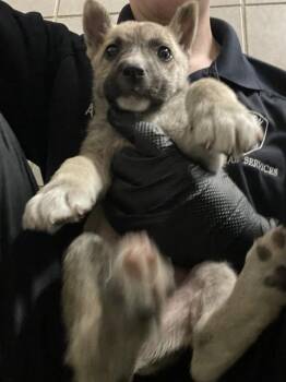 Australian Cattle Dog Blue Heeler Dogs Available for Adoption - MUSA | PetCurious