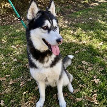 Max -  Husky Dog for Adoption in Baytown, Texas - Max | PetCurious