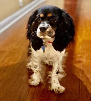 Sallie -  Cocker Spaniel Dog for Adoption in Austin, Texas - Sallie | PetCurious