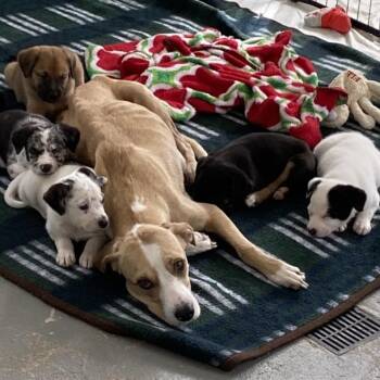 Australian Shepherd and Mixed Breed Dogs Available for Adoption - Peppermint | PetCurious