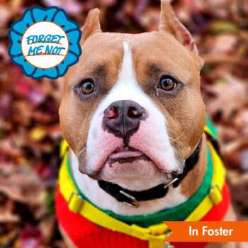 American Staffordshire Terrier Dogs Available for Adoption - Juki | PetCurious