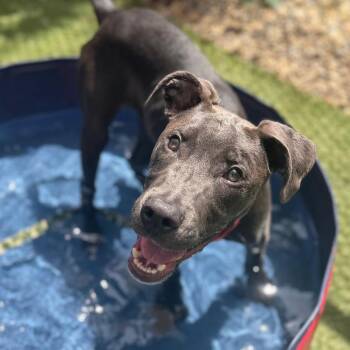 Mixed Breed Dogs Available for Adoption in Asheville, North Carolina - Cannon | PetCurious