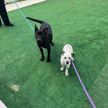 Asta -  Black Labrador Retriever Dog Available for Adoption in Bedford Park, Illinois - Asta | PetCurious