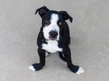 Tucker -  Mixed Breed Dog for Adoption in Longmont, Colorado - Tucker | PetCurious