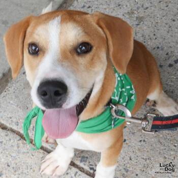 Pound Cake -  Labrador Retriever and Shepherd Dog for Adoption in Washington, District Of Columbia - Pound Cake | PetCurious