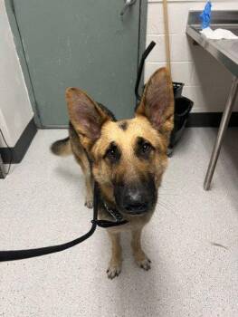 Theo -  German Shepherd Dog Dog for Adoption in Oakland, California - Theo | PetCurious