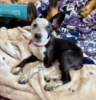 Australian Cattle Dog Blue Heeler Dogs Available for Adoption in Henderson, Nevada - Lucky | PetCurious
