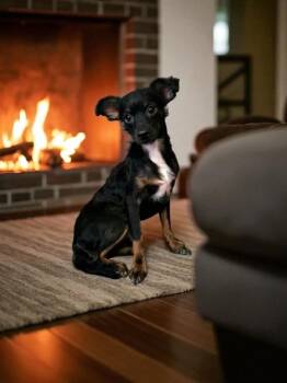 Chihuahua Dogs Available for Adoption in North Richland Hills, Texas - Logan | PetCurious