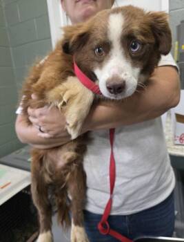 Arbie -  Australian Shepherd and Beagle Dog for Adoption in Washington, District Of Columbia - Arbie | PetCurious