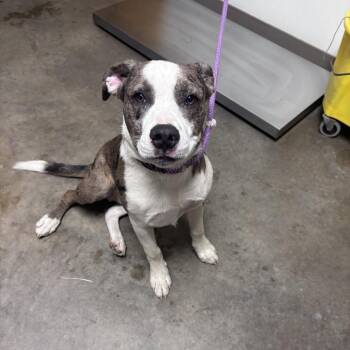 Dexter -  Mixed Breed and Pit Bull Terrier Dog for Adoption in Ottawa, Kansas - Dexter | PetCurious