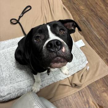 Maddie -  Terrier and Mixed Breed Dog for Adoption in St. Louis, Missouri - Maddie | PetCurious