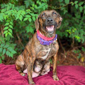 Princess Pebbleton 06-0304 -  Plott Hound and Mixed Breed Dog for Adoption in Covington, Georgia - Princess Pebbleton 06-0304 | PetCurious