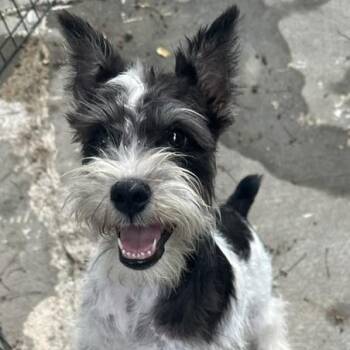 Rocky -  Miniature Schnauzer Dog for Adoption in Omaha, Nebraska - Rocky | PetCurious