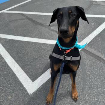 Kobe -  Doberman Pinscher Dog for Adoption in Murray, Utah - Kobe | PetCurious