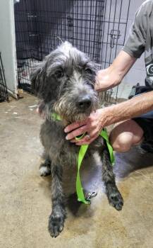 Layla -  Schnauzer and Poodle Dog for Adoption in West Milwaukee, Wisconsin - Layla | PetCurious