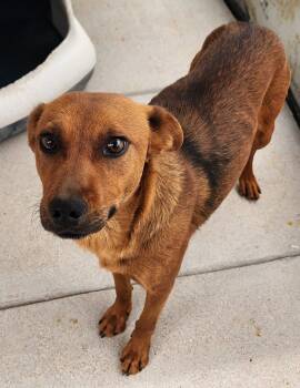 Rescue Cattle Dog and Labrador Retriever Dogs for Adoption in Fort Lupton, Colorado - Jubilana | PetCurious