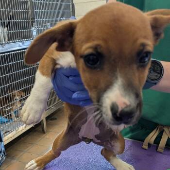 Rescue Mixed Breed Dogs for Adoption in Huntington, West Virginia - Saucony | PetCurious