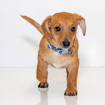 Felix -  Chihuahua and Dachshund Dog for Adoption in Alafaya, Florida - Felix | PetCurious