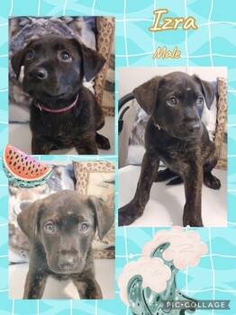 Australian Shepherd Dogs Available for Adoption in Manchester, Connecticut - Izra  | PetCurious