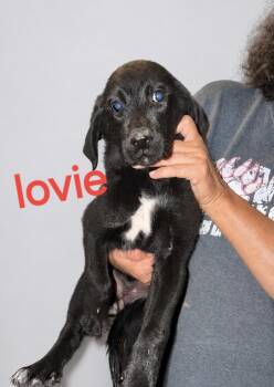 Labrador Retriever Dogs Available for Adoption in Manchester, Connecticut - Lovie | PetCurious