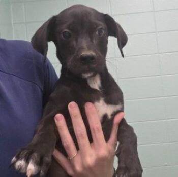 Bailey -  Mixed Breed Dog for Adoption in Westland, Michigan - Bailey | PetCurious