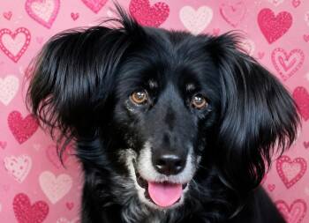 HAVEN - COURTESY LISTING -  Australian Shepherd Dog for Adoption in Richmond, Virginia - HAVEN - COURTESY LISTING | PetCurious