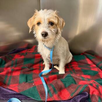 Marigold -  Wirehaired Terrier and Mixed Breed Dog for Adoption in Charlottesville, Virginia - Marigold | PetCurious