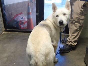 SMOKE -  Husky and Mixed Breed Dog for Adoption in Tulsa, Oklahoma - SMOKE | PetCurious