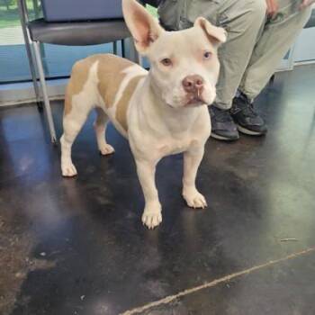 Mixed Breed Dogs Available for Adoption in Memphis, Tennessee - Iceland | PetCurious