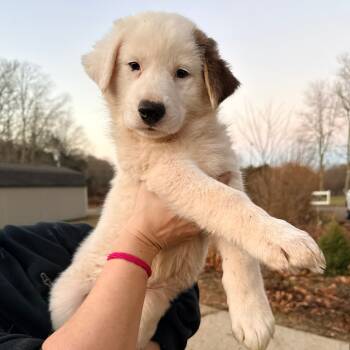 Rescue Great Pyrenees Dogs for Adoption in Stormville, New York - CT Albert Avail Nov 29 | PetCurious