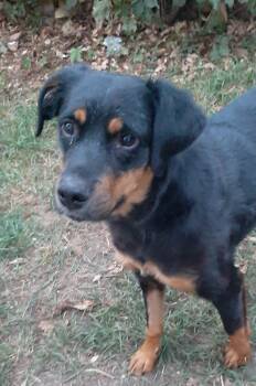Rescue Mixed Breed Dogs for Adoption in Saskatoon, Saskatchewan - Daisy | PetCurious
