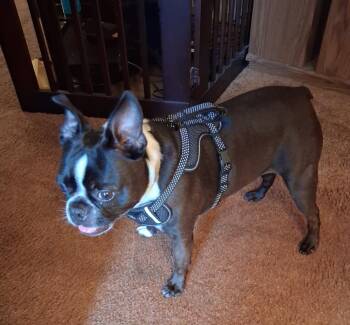 Wally in MO -  Boston Terrier Dog for Adoption - Wally In MO | PetCurious