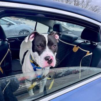 Mixed Breed Dogs Available for Adoption - Sir Ian McKellen | PetCurious