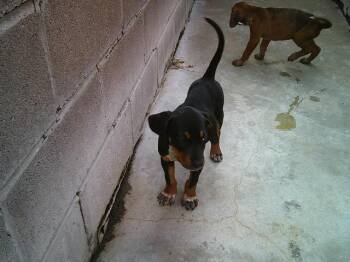 RUSTY AND DUSTY -  Beagle and Hound Dog for Adoption in Sapulpa, Oklahoma - RUSTY AND DUSTY | PetCurious