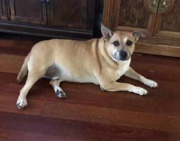 Rescue Shepherd and Mixed Breed Dogs for Adoption in Chattanooga, Tennessee - Buddy | PetCurious