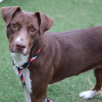 Ballari -  Rottweiler and Mixed Breed Dog for Adoption in Nashville, Tennessee - Ballari | PetCurious