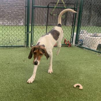 Penny 6739 -  Hound and Mixed Breed Dog for Adoption in Loxahatchee Groves, Florida - Penny 6739 | PetCurious